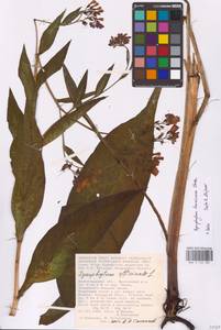 Symphytum tanaicense Steven, Eastern Europe, Lower Volga region (E9) (Russia)