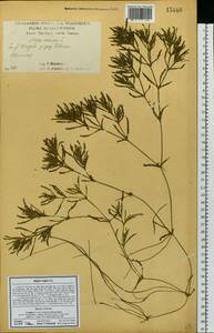 Najas major All., Eastern Europe, Central forest-and-steppe region (E6) (Russia)