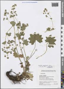 Alchemilla vulgaris L., Eastern Europe, Central forest-and-steppe region (E6) (Russia)