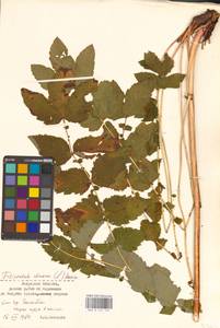 Filipendula ulmaria (L.) Maxim., Eastern Europe, Central region (E4) (Russia)