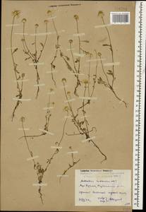 Anthemis ruthenica M. Bieb., Caucasus, Dagestan (K2) (Russia)