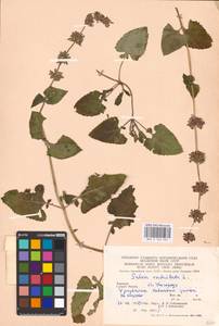 MHA 0 156 461, Salvia verticillata L., Eastern Europe, West Ukrainian region (E13) (Ukraine)