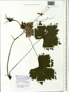 Ranunculus cappadocicus Willd., Caucasus, Stavropol Krai, Karachay-Cherkessia & Kabardino-Balkaria (K1b) (Russia)