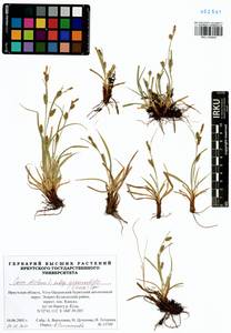 Carex distans L., Siberia, Baikal & Transbaikal region (S4) (Russia)