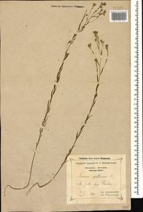 Linum trigynum L., Caucasus, Black Sea Shore (from Novorossiysk to Adler) (K3) (Russia)