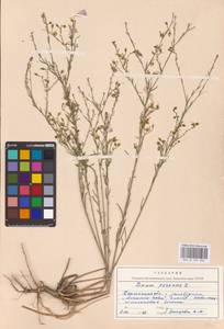 Linum perenne L., Eastern Europe, South Ukrainian region (E12) (Ukraine)