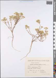 Odontarrhena tortuosa (Waldst. & Kit. ex Willd.) C.A.Mey., Eastern Europe, Eastern region (E10) (Russia)