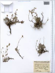 Helianthemum canum (L.) Baumg., Crimea (KRYM) (Russia)