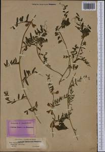 Vicia pannonica subsp. striata, Western Europe (EUR) (France)