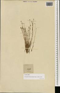 Eriocaulon truncatum Buch.-Ham. ex Mart., South Asia, South Asia (Asia outside ex-Soviet states and Mongolia) (ASIA) (Malaysia)