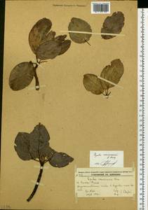 Populus suaveolens subsp. maximowiczii (A. Henry) Tatew., Siberia, Russian Far East (S6) (Russia)