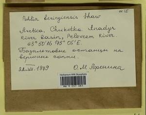 Pohlia beringiensis A.J. Shaw, Bryophytes, Bryophytes - Chukotka & Kamchatka (B21) (Russia)