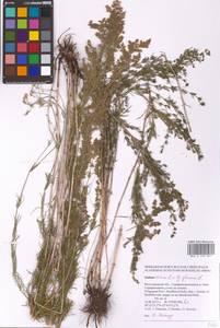 Galium verum × glaucum, Eastern Europe, Lower Volga region (E9) (Russia)