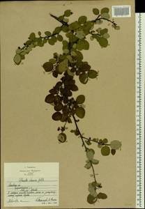 Cotoneaster alaunicus Golitsin, Eastern Europe, Moscow region (E4a) (Russia)