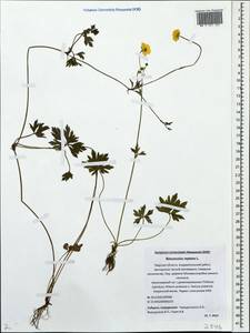 Ranunculus reptans L., Eastern Europe, North-Western region (E2) (Russia)