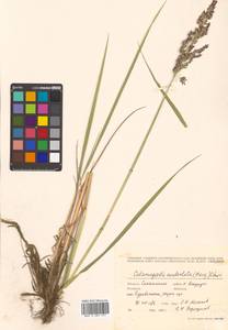 Calamagrostis stricta (Timm) Koeler, Siberia, Russian Far East (S6) (Russia)