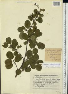 Amelanchier alnifolia (Nutt.) Nutt., Eastern Europe, Middle Volga region (E8) (Russia)