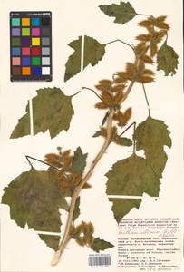 Xanthium orientale var. albinum (Widder) Adema & M. T. Jansen, Eastern Europe, Lower Volga region (E9) (Russia)