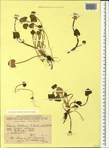 Ficaria calthifolia Rchb., Caucasus, Georgia (K4) (Georgia)