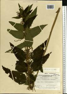 Urtica dioica L., Eastern Europe, North Ukrainian region (E11) (Ukraine)