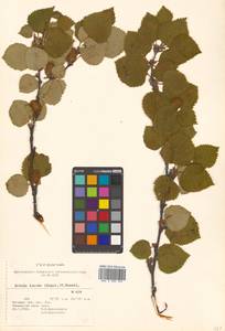 Betula ermanii var. lanata Regel, Siberia, Chukotka & Kamchatka (S7) (Russia)