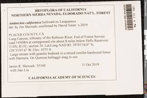 Antitrichia californica Sull. ex Lesq., Bryophytes, Bryophytes - America (BAm) (United States)