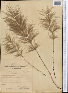 Equisetum sylvaticum L., Middle Asia, Northern & Central Kazakhstan (M10) (Kazakhstan)