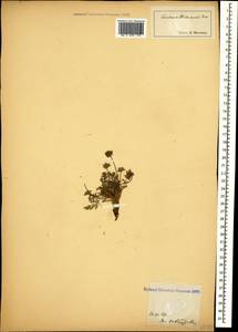 Chamaesciadium acaule (M. Bieb.) Boiss., Caucasus (no precise locality) (K0)