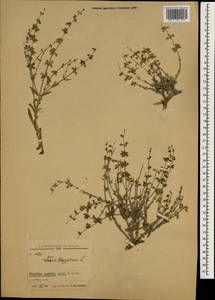 Salvia aegyptiaca L., South Asia, South Asia (Asia outside ex-Soviet states and Mongolia) (ASIA) (Israel)