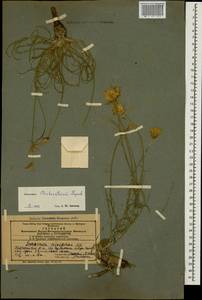 Gelasia biebersteinii (Lipsch.) Zaika, Sukhor. & N. Kilian, Caucasus, Azerbaijan (K6) (Azerbaijan)