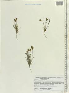 Plantago minuta Pall., Eastern Europe, Lower Volga region (E9) (Russia)