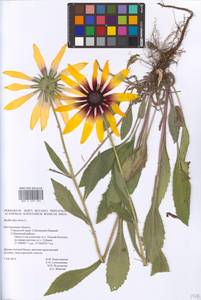 Rudbeckia hirta L., Eastern Europe, Central forest-and-steppe region (E6) (Russia)