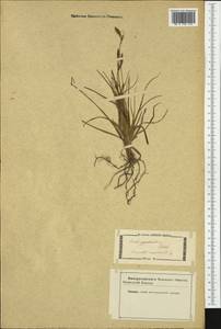 Carex halleriana Asso, Western Europe (EUR) (Not classified)