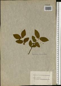 Euonymus verrucosus Scop., Eastern Europe, Moscow region (E4a) (Russia)