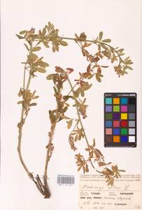Medicago sativa L., Eastern Europe, Middle Volga region (E8) (Russia)