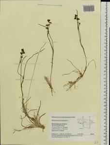 Scheuchzeria palustris L., Eastern Europe, Central region (E4) (Russia)