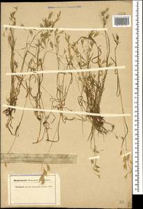 Bromus commutatus Schrad., Caucasus, Krasnodar Krai & Adygea (K1a) (Russia)