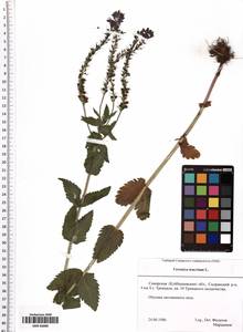 Veronica teucrium L., Eastern Europe, Middle Volga region (E8) (Russia)