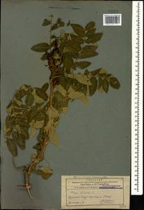 Rhus coriaria L., Caucasus, Armenia (K5) (Armenia)