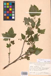 Ribes nigrum L., Eastern Europe, Moscow region (E4a) (Russia)