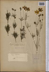 Coreopsis verticillata L., America (AMER) (Not classified)