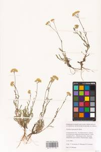 Achillea leptophylla M. Bieb., Eastern Europe, Lower Volga region (E9) (Russia)