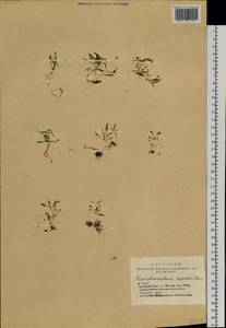 Pseudostellaria rupestris (Turcz.) Pax, Siberia, Altai & Sayany Mountains (S2) (Russia)