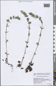 Dracocephalum thymiflorum L., Eastern Europe, Eastern region (E10) (Russia)