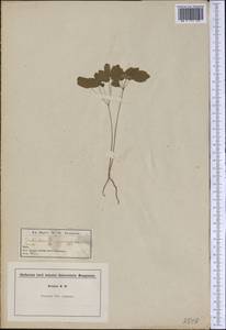 Thalictrum thalictroides (L.) A. J. Eames & B. Boivin, America (AMER) (Not classified)