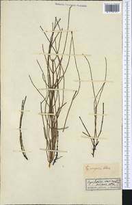 Equisetum variegatum Schleich., Western Europe (EUR) (France)