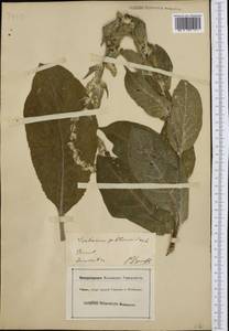 Verbascum phlomoides L., Western Europe (EUR) (Switzerland)