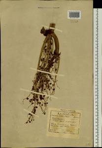 Rheum rhaponticum L., Siberia, Baikal & Transbaikal region (S4) (Russia)