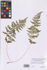 Cystopteris fragilis (L.) Bernh., Eastern Europe, Moscow region (E4a) (Russia)