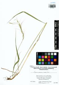 Elymus gmelinii (Trin.) Tzvelev, Siberia, Baikal & Transbaikal region (S4) (Russia)